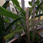 Dracaena fragransFolla