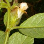 Drymonia alloplectoides Квітка