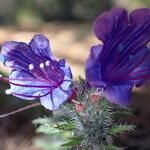 Echium vulgareVirág