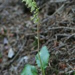 Orthilia secunda Habit