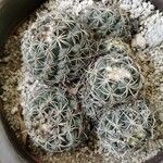 Coryphantha elephantidens Ліст