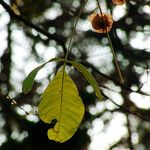 Ptelea trifoliata Blad