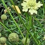 Cephalaria gigantea 花