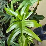 Philodendron pedatum Лист