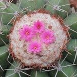 Melocactus matanzanus Blüte