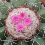 Melocactus matanzanus Květ