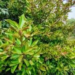 Viburnum odoratissimum Habit