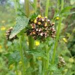 Eschenbachia tigrensis Blüte