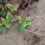 Commicarpus chinensis पत्ता