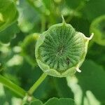 Abutilon grandiflorum 果實