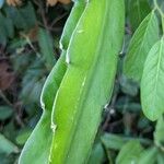 Epiphyllum hookeri Leaf