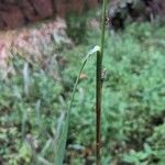 Echinochloa muricata Leaf