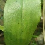 Angraecum eichlerianum Leaf