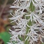Chamaelirium luteum Fiore