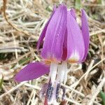 Erythronium dens-canis Квітка
