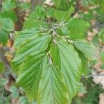 Hamamelis virginiana ഇല