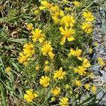 Helenium amarum Kvet