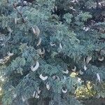 Vachellia erioloba Elinympäristö