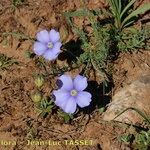 Linum leonii Habit