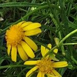 Senecio squalidus Blomma