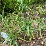 Aloiampelos striatula برگ