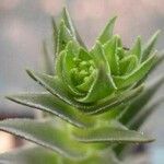 Crassula alpestris Hoja