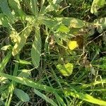 Calendula suffruticosa Leaf