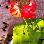 Pelargonium zonaleBloem