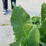 Silphium terebinthinaceum Leaf