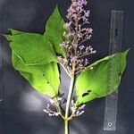 Cornutia pyramidata Otro