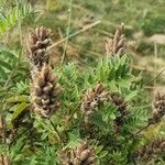 Oxytropis pilosa Ovoce