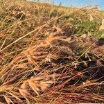 Themeda triandra ശീലം