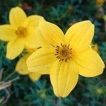 Bidens ferulifolia 花