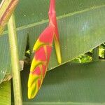 Heliconia rostrata Çiçek