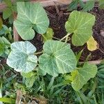 Cucurbita moschata DuchesnePlod