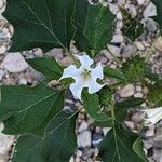 Datura stramoniumᱵᱟᱦᱟ