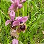 Ophrys tenthredinifera Цвят