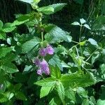 Melittis melissophyllumFlower