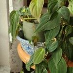 Philodendron hederaceum List