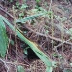 Hetaeria oblongifolia Hábito