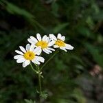 Tanacetum corymbosumBlomma