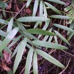 Geitonoplesium cymosum Hoja