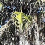 Washingtonia robusta Hoja