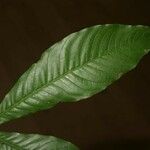 Quiina guianensis Leaf