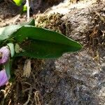 Galearis spectabilis Leaf