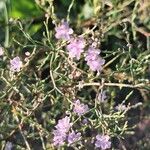 Limonium bellidifolium 花