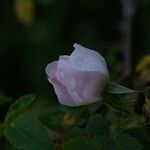 Rosa micrantha Blodyn