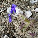 Pinguicula longifolia Flor