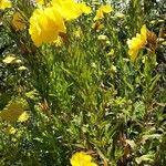 Oenothera fruticosa Hábito