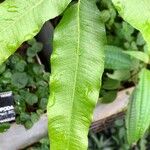 Thelypteris reticulata Лист